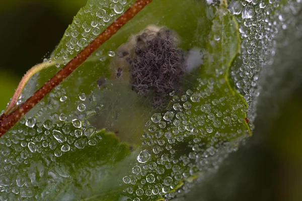 Makroaufnahme Eines Spinnennetze Eingewickelten Blattes Mit Einem Spinnennest Inneren Kopierraum — Stockfoto