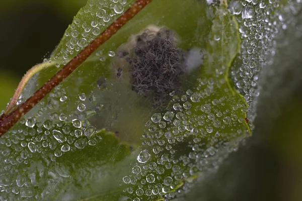 Örümcek ağına sarılı bir yaprağın makro fotoğrafı ve içinde örümcekler var. kopyalama alanı. Vahşi yaşam.