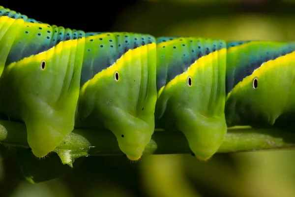 detailed macro photograph of the feet of a caterpillar of Acherontia atropos. horizontal. Macro art.