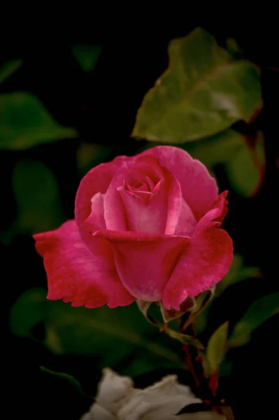 Fotografen Von Rosen Blumen Und Pflanzen — Stockfoto