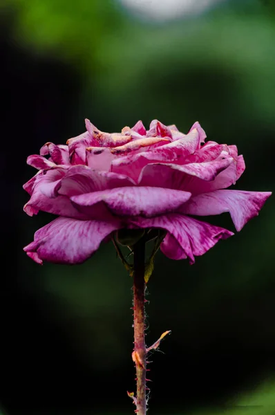 Photograper Roser Blommor Och Växter — Stockfoto