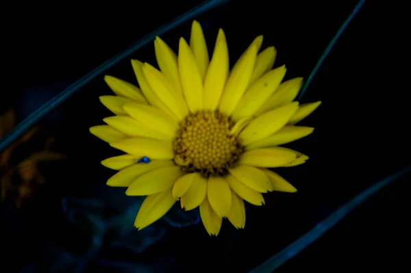 Fotografen Von Rosen Blumen Und Pflanzen — Stockfoto