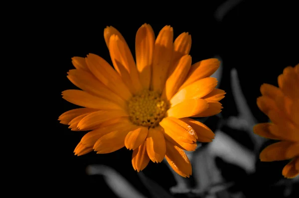 Fotografen Von Rosen Blumen Und Pflanzen — Stockfoto