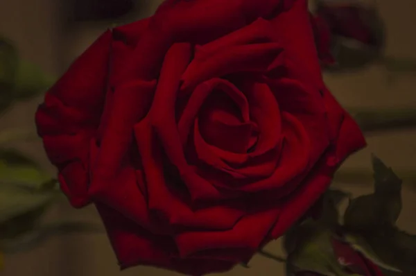 Fotografía Rosas Flores Plantas — Foto de Stock