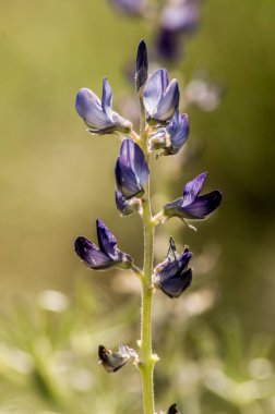 Güllerin, çiçeklerin ve gezegenlerin fotoğraflarının çekildiği yer.