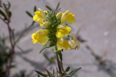 Güllerin, çiçeklerin ve gezegenlerin fotoğraflarının çekildiği yer.