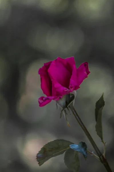 Fotografias Rosas Flores Plantas — Fotografia de Stock