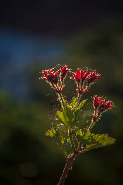 Photographies Roses Fleurs Plantes — Photo