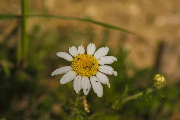 Güllerin Çiçeklerin Gezegenlerin Fotoğraflarının Çekildiği Yer — Stok fotoğraf