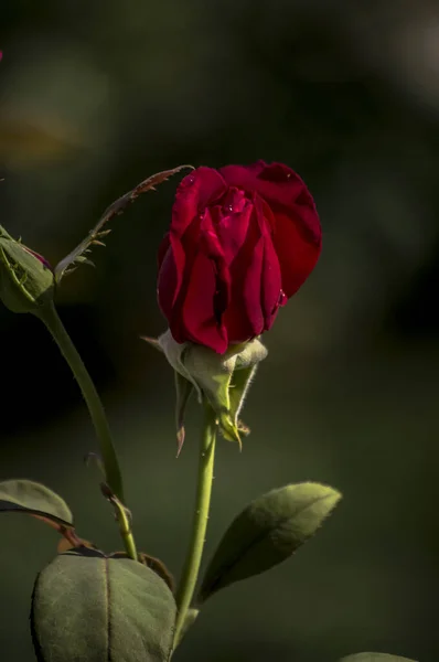 Fotografía Rosas Flores Plantas — Foto de Stock