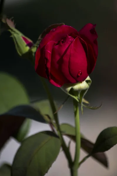 Fotografía Rosas Flores Plantas — Foto de Stock