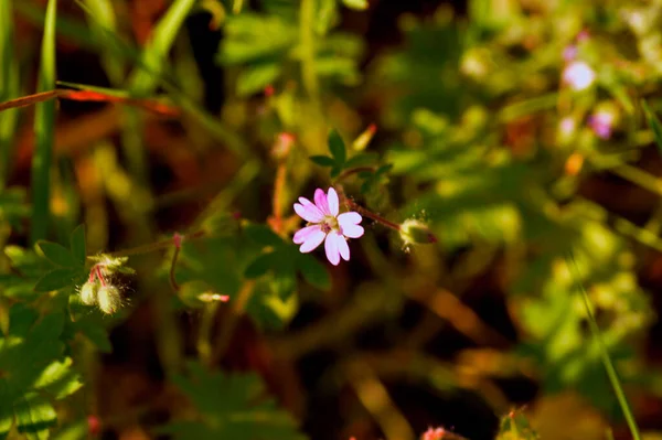 Photograper Roser Blommor Och Växter — Stockfoto