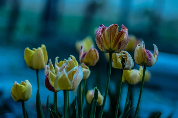 Fotografici Rose Fiori Piante — Foto Stock