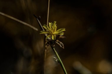 Güllerin, çiçeklerin ve gezegenlerin fotoğraflarının çekildiği yer.