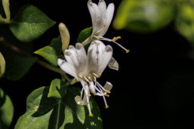 Güllerin, çiçeklerin ve gezegenlerin fotoğraflarının çekildiği yer.