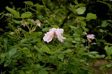 Güllerin, çiçeklerin ve gezegenlerin fotoğraflarının çekildiği yer.