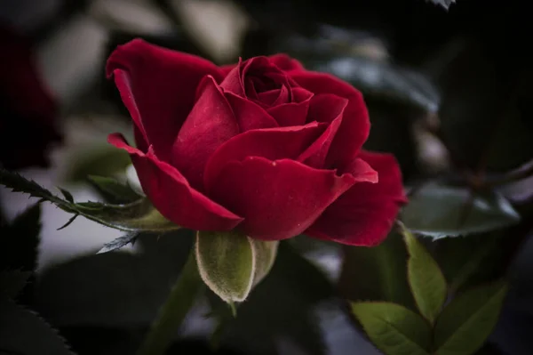 Φωτογραφιεσ Ροζεσ Λουλουδια Και Φυτα — Φωτογραφία Αρχείου
