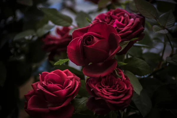Photographies Roses Fleurs Plantes — Photo