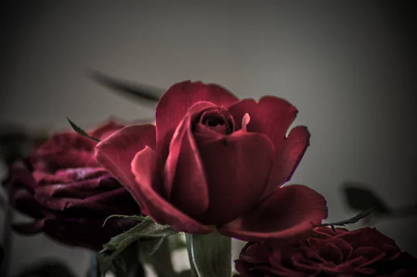 Fotografía Rosas Flores Plantas — Foto de Stock