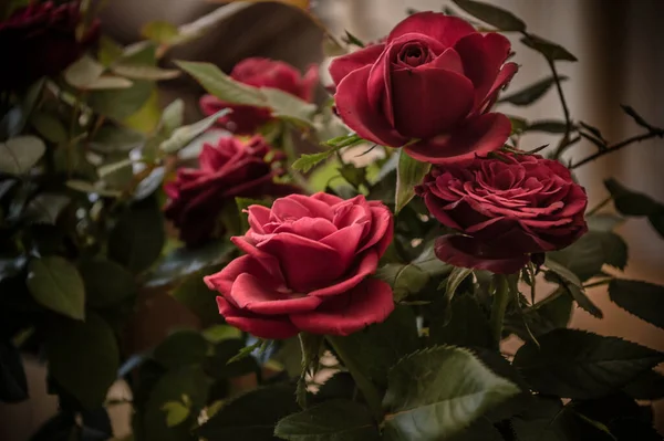 Photograper Roser Blommor Och Växter — Stockfoto