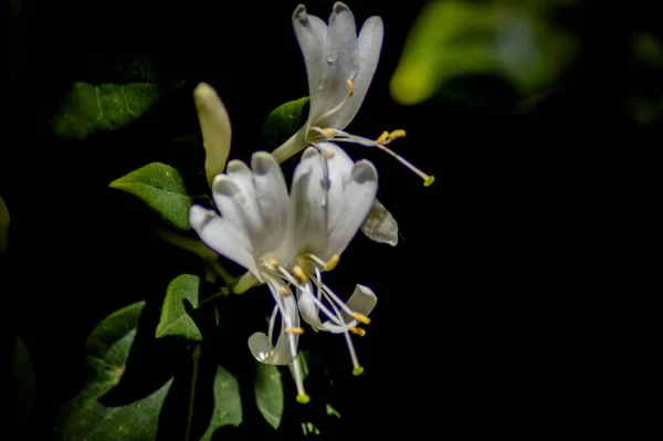 Photographies Roses Fleurs Plantes — Photo