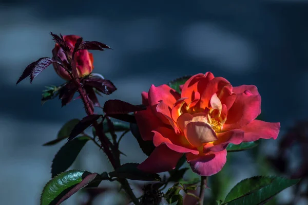 Photographies Roses Fleurs Plantes — Photo