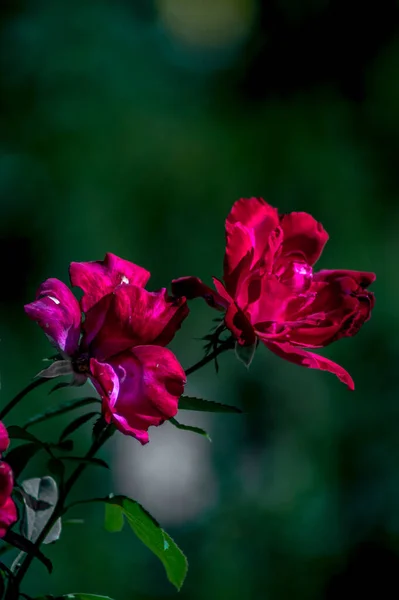 Photograper Roser Blommor Och Växter — Stockfoto