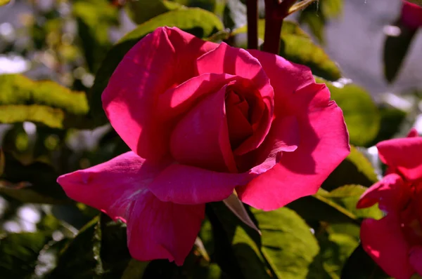 Photographies Roses Fleurs Plantes — Photo