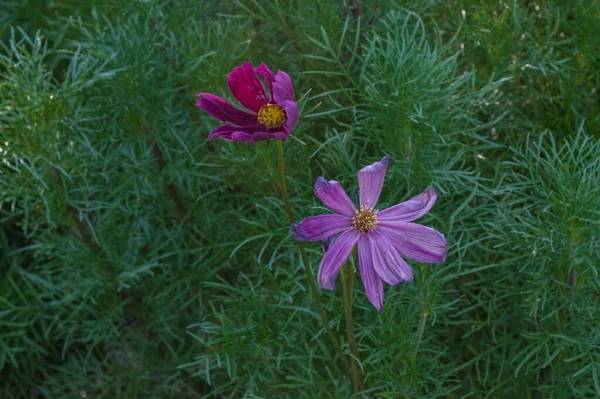 Photographies Roses Fleurs Plantes — Photo