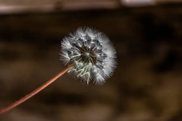 Fotografia Róż Kwiatów Roślin Strączkowych — Zdjęcie stockowe