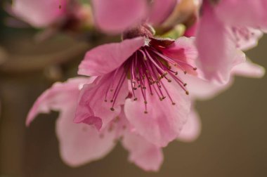 Güllerin, çiçeklerin ve gezegenlerin fotoğraflarının çekildiği yer.