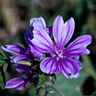 Güllerin, çiçeklerin ve gezegenlerin fotoğraflarının çekildiği yer.