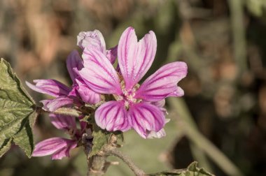 Güllerin, çiçeklerin ve gezegenlerin fotoğraflarının çekildiği yer.