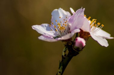 Güllerin, çiçeklerin ve gezegenlerin fotoğraflarının çekildiği yer.