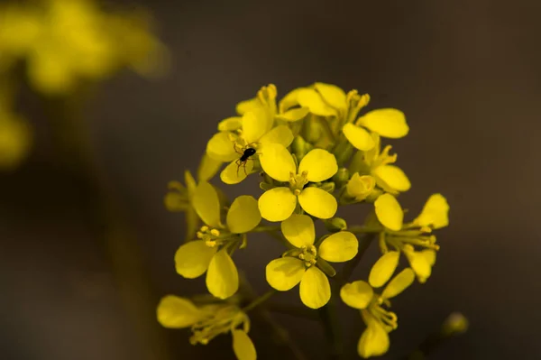 Fotografía Rosas Flores Plantas — Foto de Stock