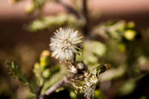 Fotografias Rosas Flores Plantas — Fotografia de Stock