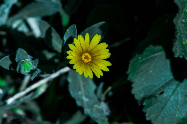 Rosok Virágok Növények Fényképészete — Stock Fotó