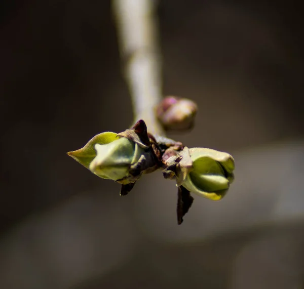 Fotografias Rosas Flores Plantas — Fotografia de Stock