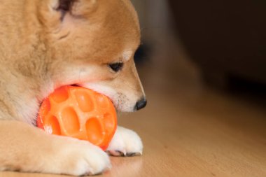cachorro de perro de raza shiba inu, jugando