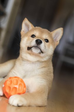 cachorro de perro de raza shiba inu, jugando
