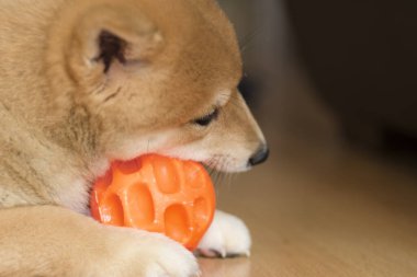 cachorro de perro de raza shiba inu, jugando