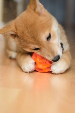 cachorro de perro de raza shiba inu, jugando