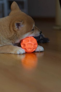 cachorro de perro de raza shiba inu, jugando