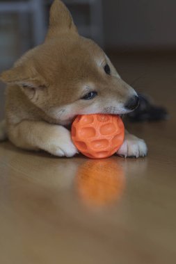 cachorro de perro de raza shiba inu, jugando