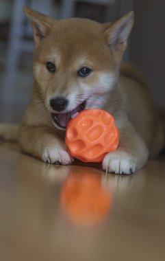 cachorro de perro de raza shiba inu, jugando