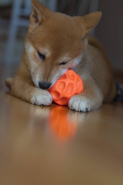 cachorro de perro de raza shiba inu, jugando