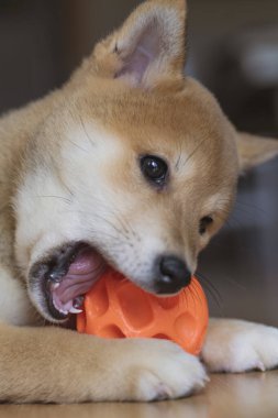 cachorro de perro de raza shiba inu, jugando