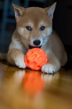 cachorro de perro de raza shiba inu, jugando