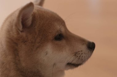 cachorro de perro de raza shiba inu, jugando