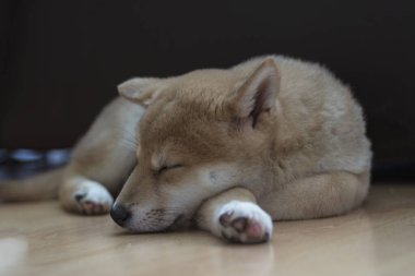 cachorro de perro de raza shiba inu, jugando